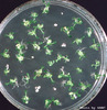 photo of Arabidopsis plant