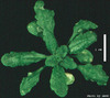 photo of Arabidopsis plant