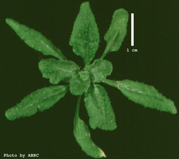 High resolution image of this Arabidopsis plant