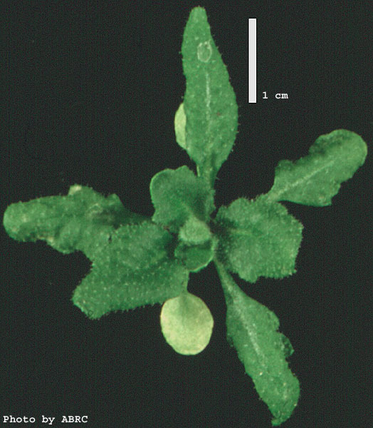 High resolution image of this Arabidopsis plant