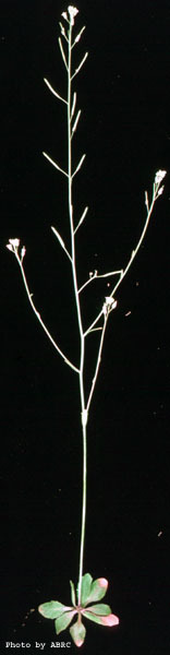 High resolution image of this Arabidopsis plant