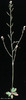 photo of Arabidopsis plant