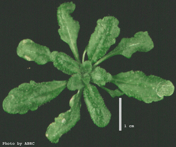 High resolution image of this Arabidopsis plant
