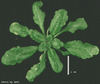 photo of Arabidopsis plant