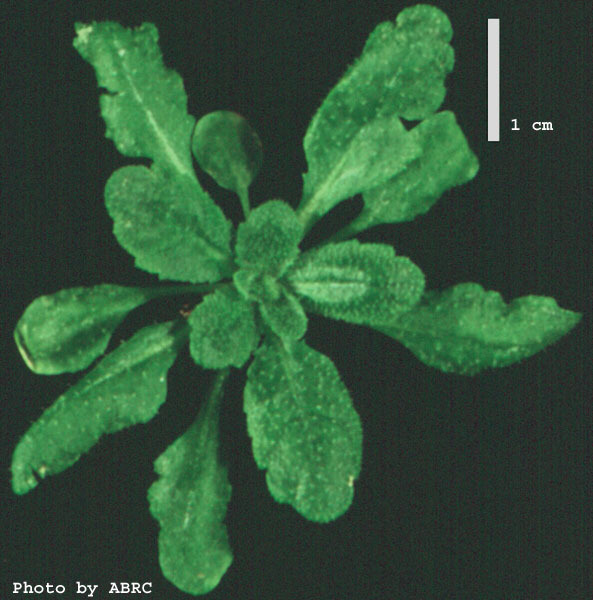 High resolution image of this Arabidopsis plant