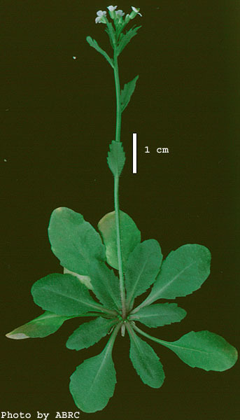 High resolution image of this Arabidopsis plant