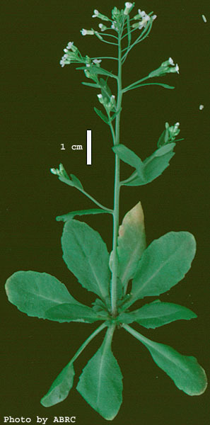 High resolution image of this Arabidopsis plant