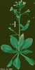 photo of Arabidopsis plant