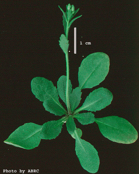 High resolution image of this Arabidopsis plant