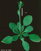 photo of Arabidopsis plant
