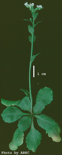 High resolution image of this Arabidopsis plant