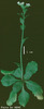 photo of Arabidopsis plant