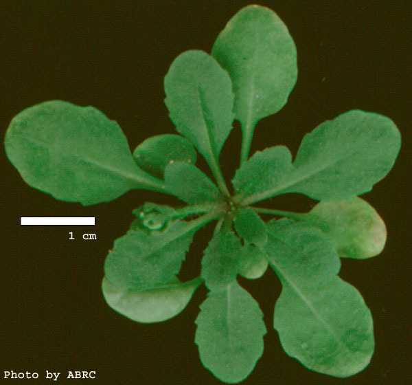 High resolution image of this Arabidopsis plant