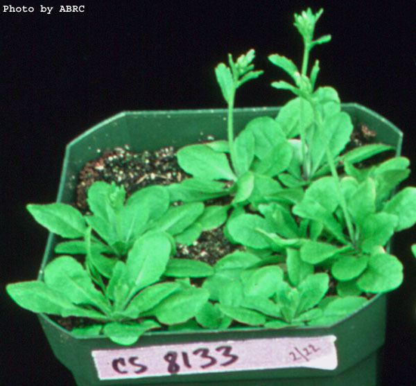 High resolution image of this Arabidopsis plant