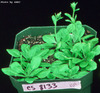photo of Arabidopsis plant