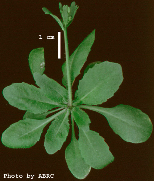 High resolution image of this Arabidopsis plant