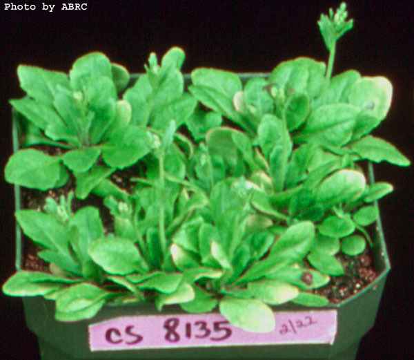 High resolution image of this Arabidopsis plant