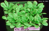 photo of Arabidopsis plant