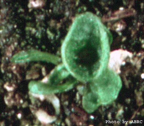 High resolution image of this Arabidopsis plant