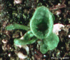 photo of Arabidopsis plant