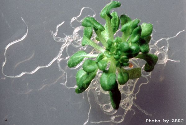 High resolution image of this Arabidopsis plant