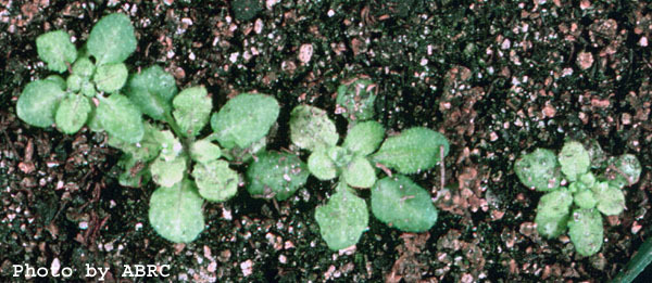 High resolution image of this Arabidopsis plant