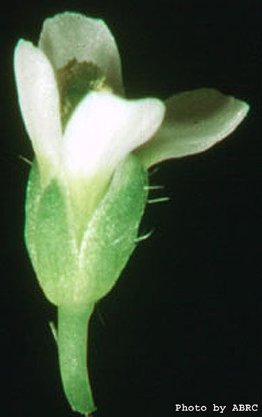 High resolution image of this Arabidopsis plant