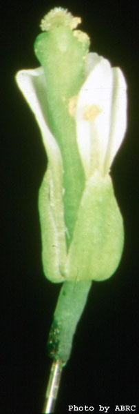 High resolution image of this Arabidopsis plant