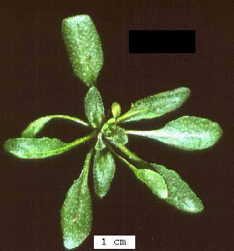 High resolution image of this Arabidopsis plant