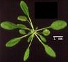 photo of Arabidopsis plant