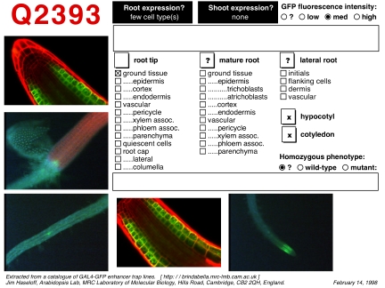 High resolution image of this Arabidopsis plant