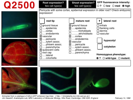 High resolution image of this Arabidopsis plant