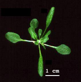 High resolution image of this Arabidopsis plant