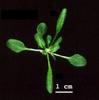 photo of Arabidopsis plant