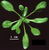 photo of Arabidopsis plant