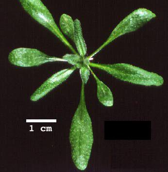 High resolution image of this Arabidopsis plant