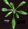 photo of Arabidopsis plant