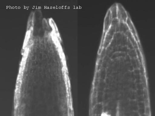 High resolution image of this Arabidopsis plant