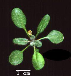 High resolution image of this Arabidopsis plant