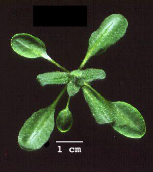 High resolution image of this Arabidopsis plant