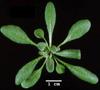 photo of Arabidopsis plant
