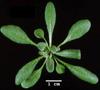 photo of Arabidopsis plant