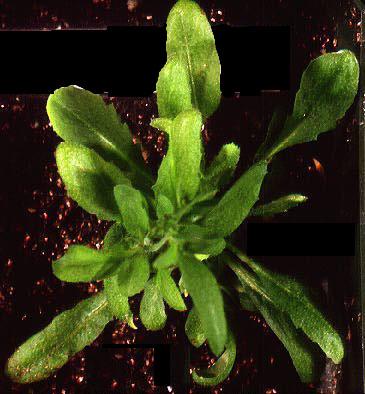 High resolution image of this Arabidopsis plant