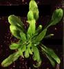 photo of Arabidopsis plant