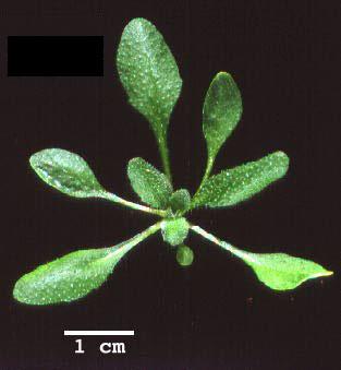 High resolution image of this Arabidopsis plant