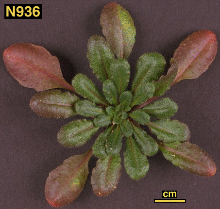 High resolution image of this Arabidopsis plant