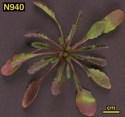 High resolution image of this Arabidopsis plant