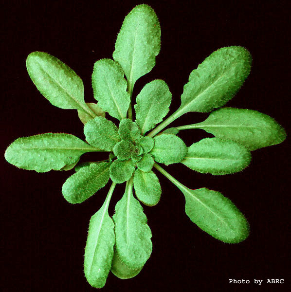 High resolution image of this Arabidopsis plant