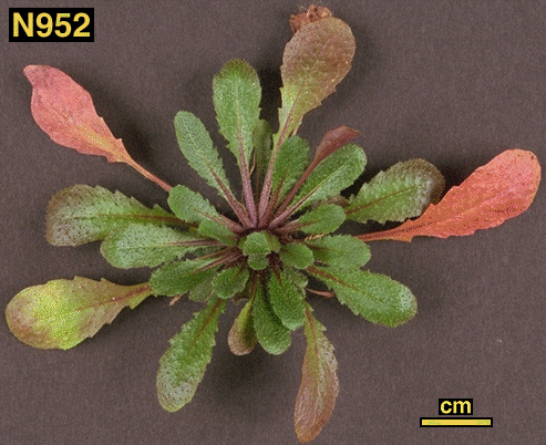 High resolution image of this Arabidopsis plant