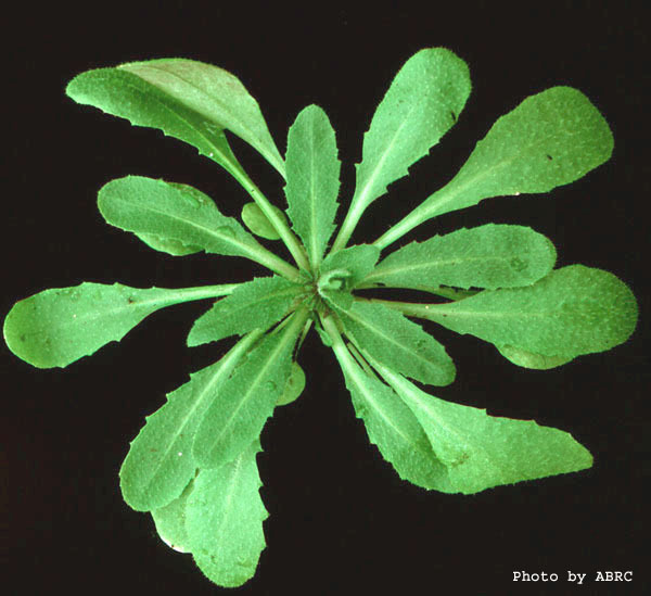 High resolution image of this Arabidopsis plant